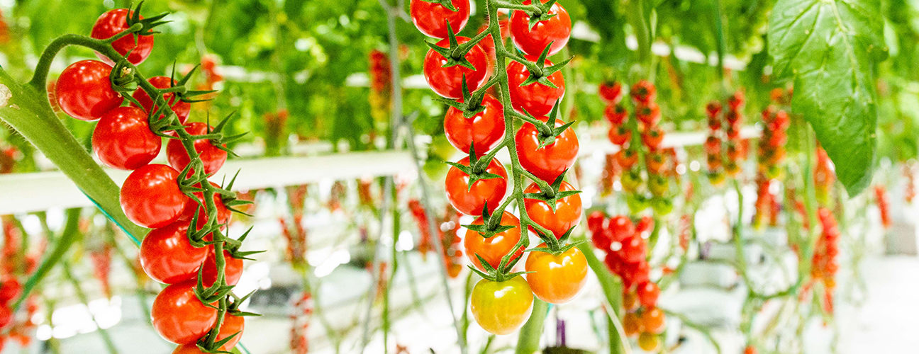 Bruxelles et ses agriculteurs locaux et urbains