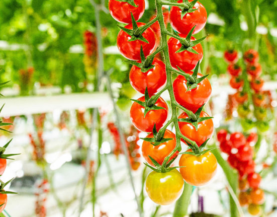 Brussel en zijn lokale en stedelijke boeren